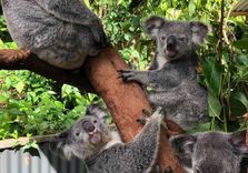 Kuranda Koala G...