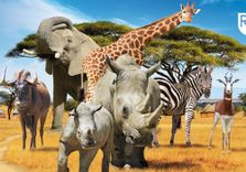 Safari de Peaugres