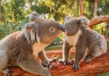 Ballarat Wildlif...