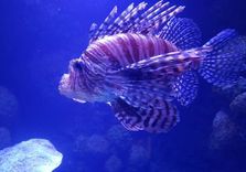 Cairns Aquarium