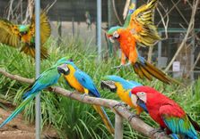 Maleny Botanic...