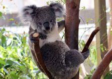 WILD LIFE Sydney Zoo
