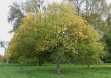 Arboretum de Chèv...