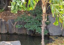 Palmetum of Sant...