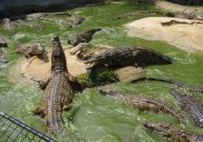 Crocodile Park To...