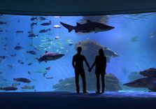Palma Aquarium